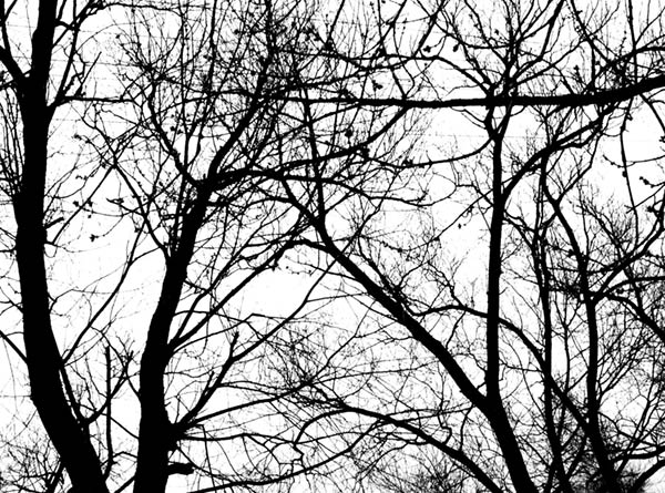 treeweb.jpg